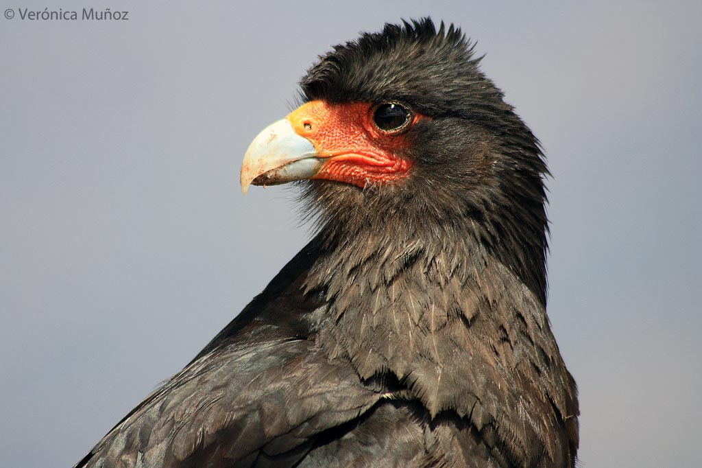 Carancho Cordillerano Verónica Muñoz Fotografía